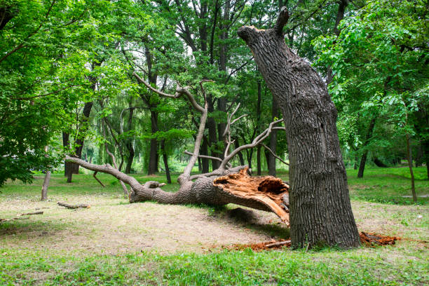 How Our Tree Care Process Works  in  Greendale, WI