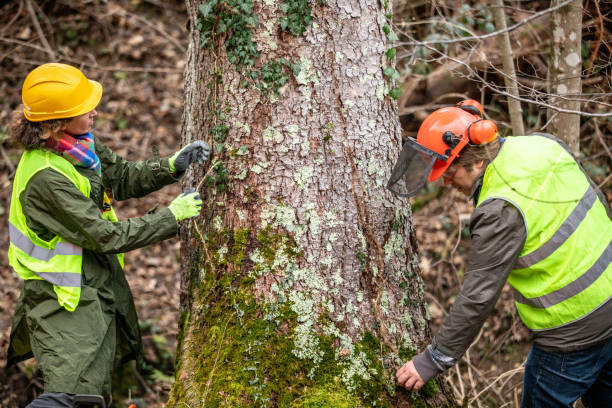 Best Arborist Consultation Services  in Greendale, WI