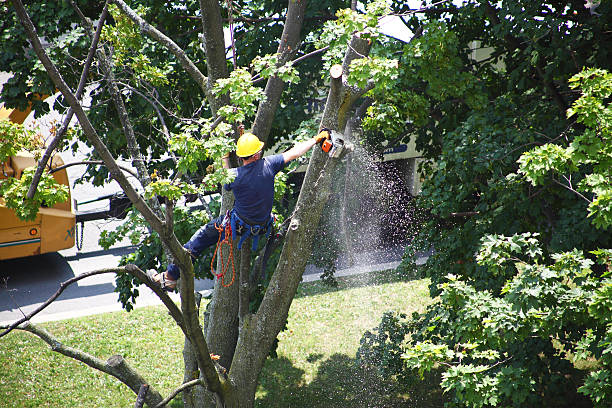 Professional Tree Care in Greendale, WI